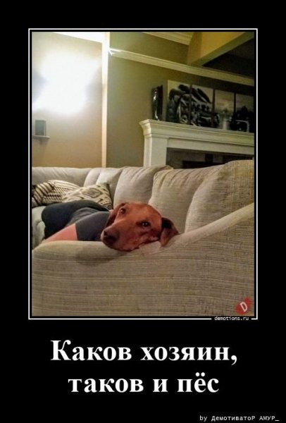 Какой хозяин такой и пёс