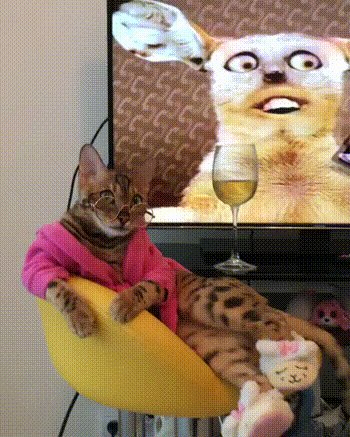 гифки-большие-гифки-живность-котэ-4567570