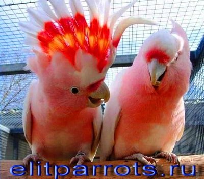 P2SpGCVh333qpPdbayVXYF. 000