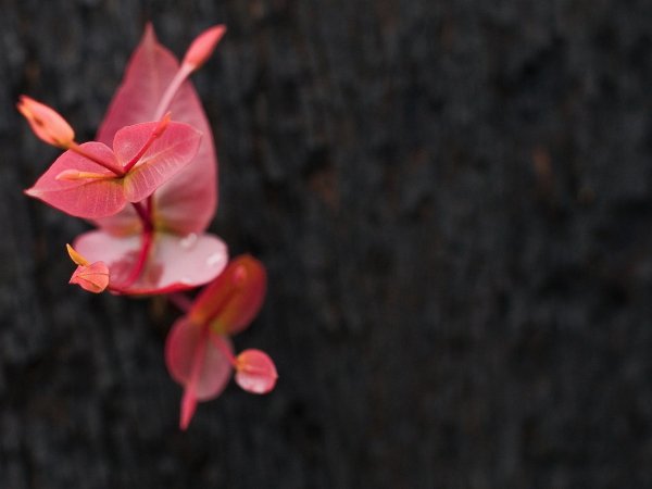 Image (5)