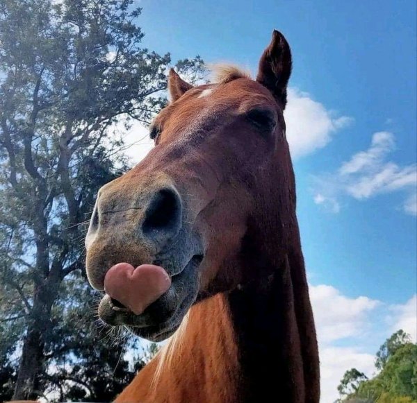 FB IMG 16360382184142493