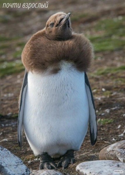 F72b9d2656a4a6fc6b7d549133f86552