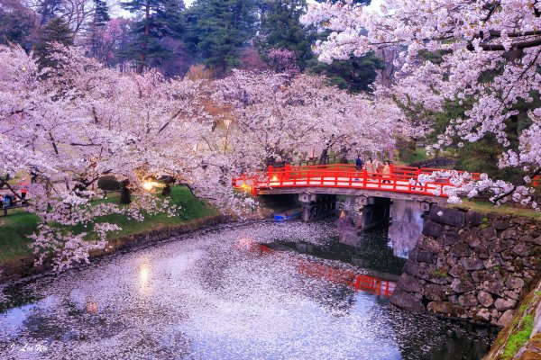 most-iaponiia-reka-sakura-vecher-ogni-priroda-derevia-japan