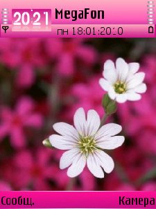 White flowers by ashar