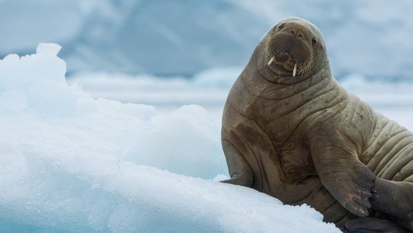 Lock2025-b58 wl walrusnorway 1920x1080