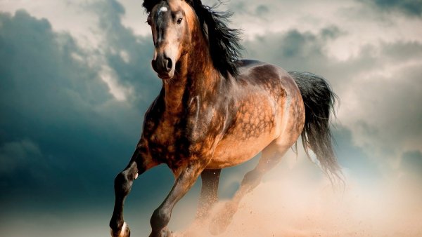 Обои конь лошадь мустанг