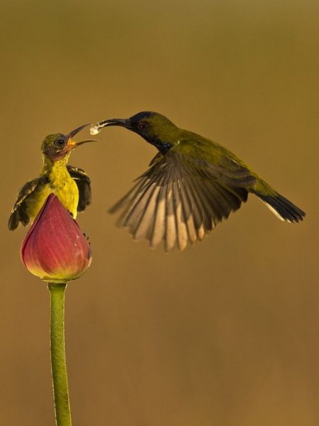 Нектарницы