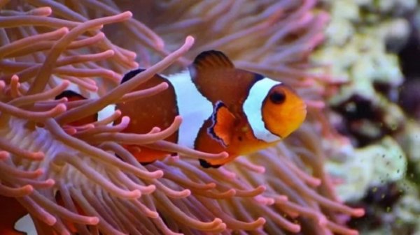 Рыба клоун (6)