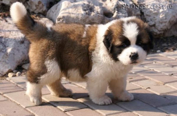 Московская сторожевая (3)