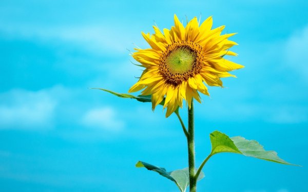 ComputerDesktopWallpapersCollection1424 059