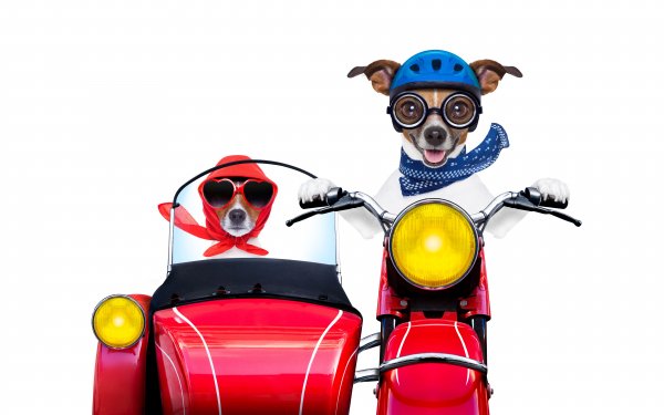 Dogs Motorcyclist White background Jack Russell