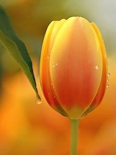 tulips slide 5 pictures