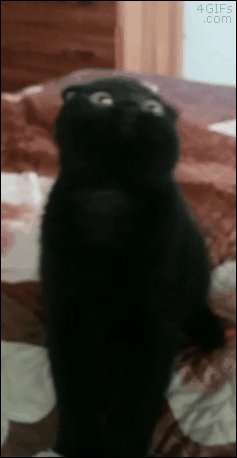 котэ
