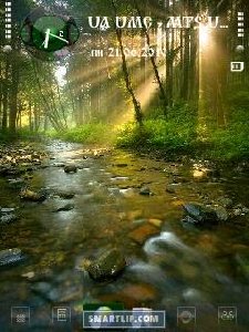 Forest morning