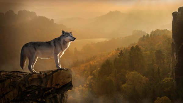 wolf-3840x2160-rocks-forest-foggy-4k-12785