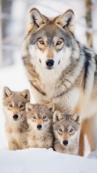 E27fad083e8000747690b6868a87c1ab