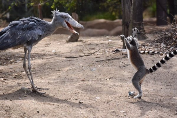 Китоглав и лемур