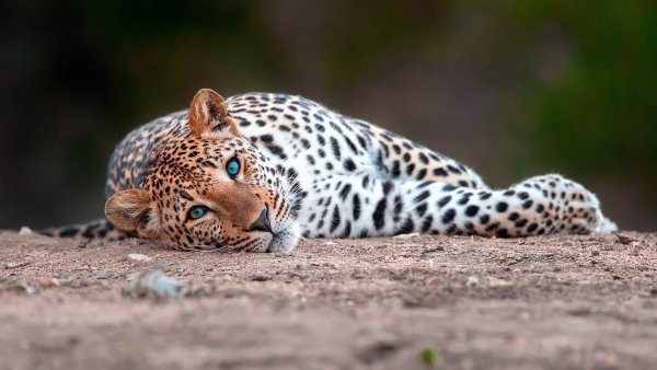 leopard-bolshaia-koshka-vzgliad