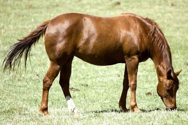 Лошадь Миссурийский фокстроттер (Missouri Fox Trotter)