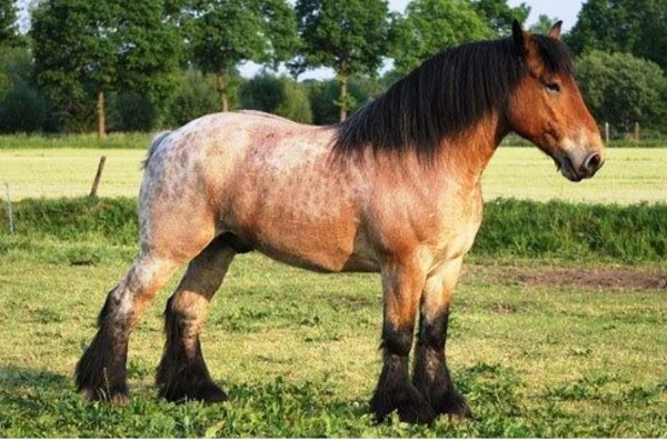 Лошадь Арденская 3