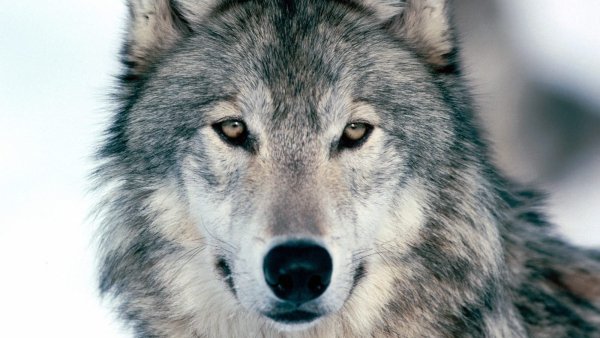 KuLULzfnCSxVRia-1600x900-noPad