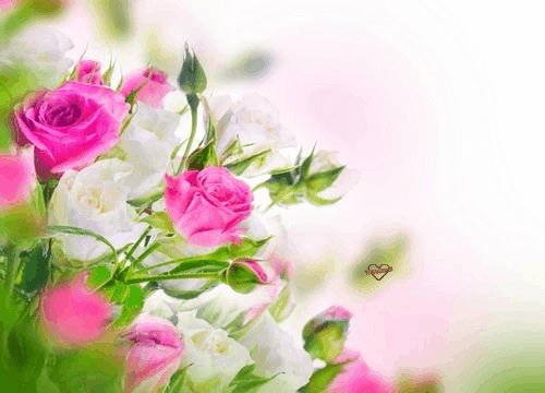 СДР Куст розы