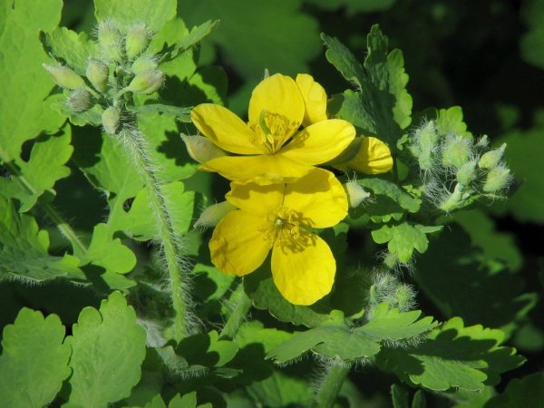 Чистотел большой (Chelidonium majus L.)