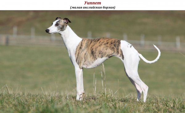 Уиппет