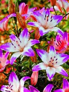 file_46968017