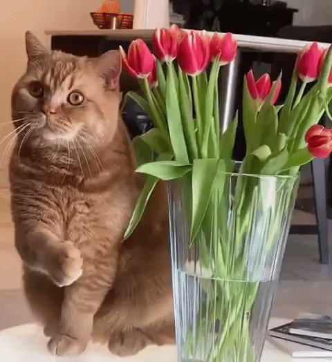 Котёнок и тюльпаны
