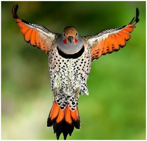 Золотой шилоклювый дятел в полете