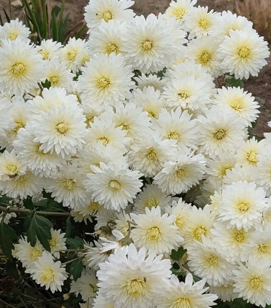 IMG 20251023 083540 150