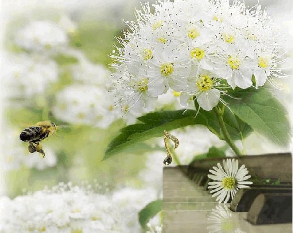 Песня цветов