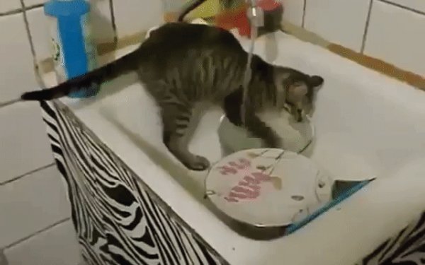 gif 1473878754