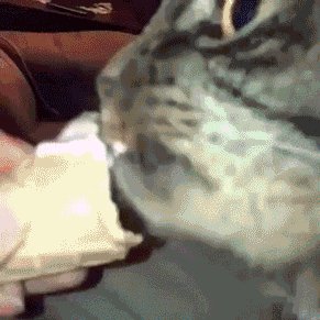 gifs 19