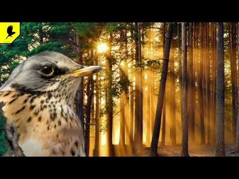 Звуки природы пение птиц - Кукушка - Соловей