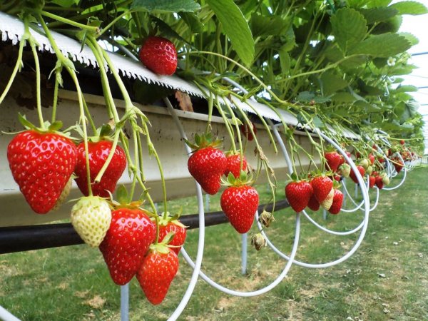 Клубника Мурано