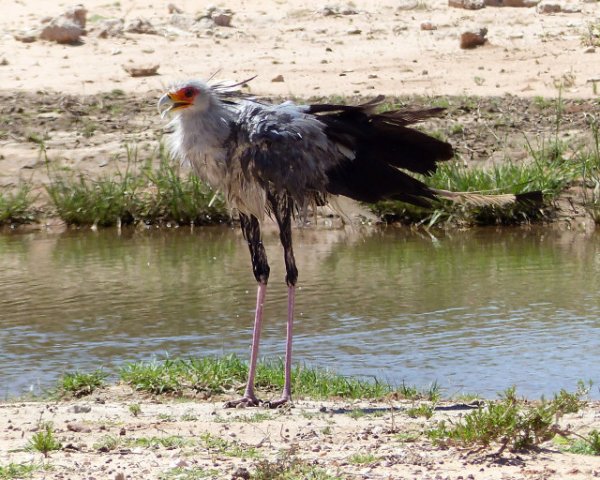 Птица-секретарь