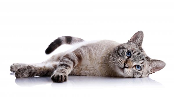 Grey-cat-uhd-8k-wallpaper