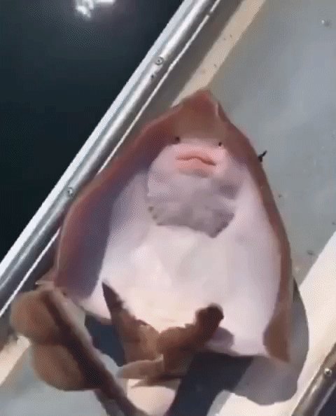 Скат