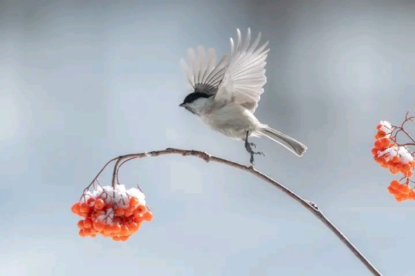 file_96502798