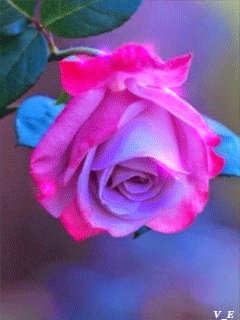 file_62860381