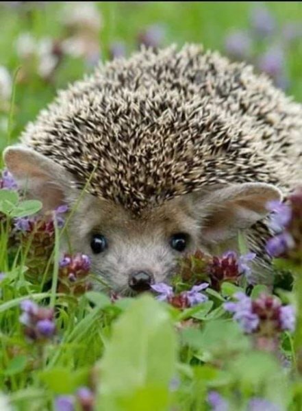 FB IMG 1714605027275