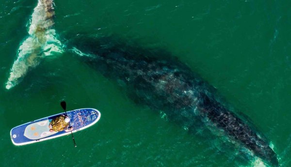 Pic quark 17058297223