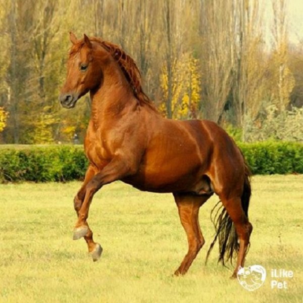 Французский селль