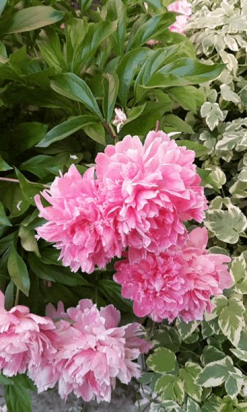 file_99092226