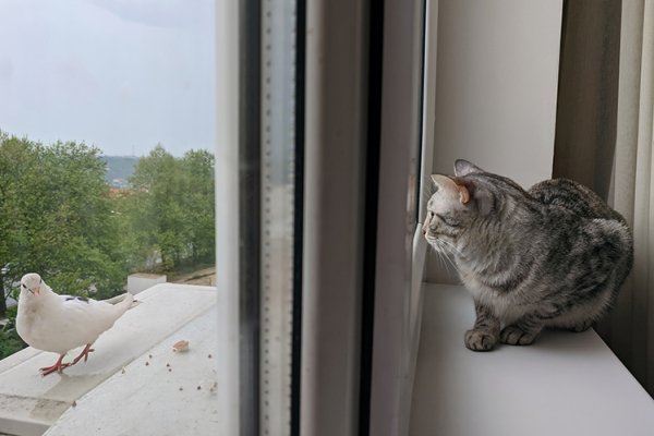 kak zashchitit koshku ot padeniya