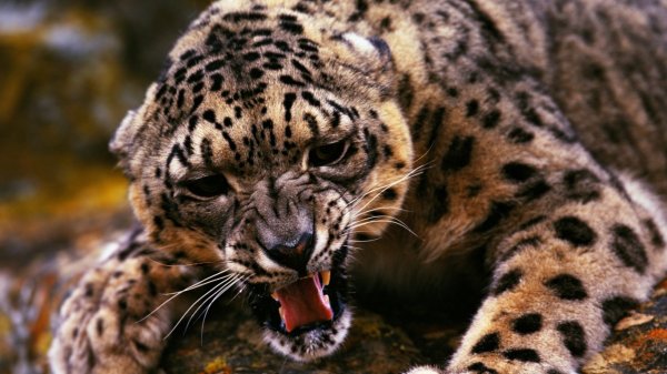 angry leopard 1366x768 89750