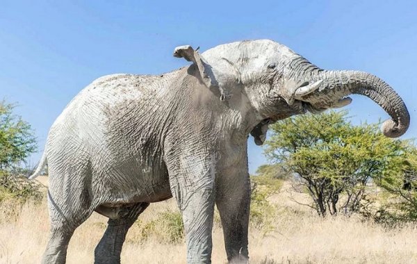 Белый слон. (4)