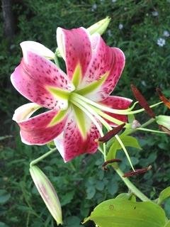 Lily slide 4 pictures